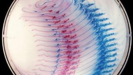 Dye streaks are used to demonstrate the dynamics of rotating flow in the midlatitude ocean. Photo: R. Griffiths.