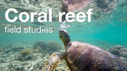 Coral Reef Field Studies