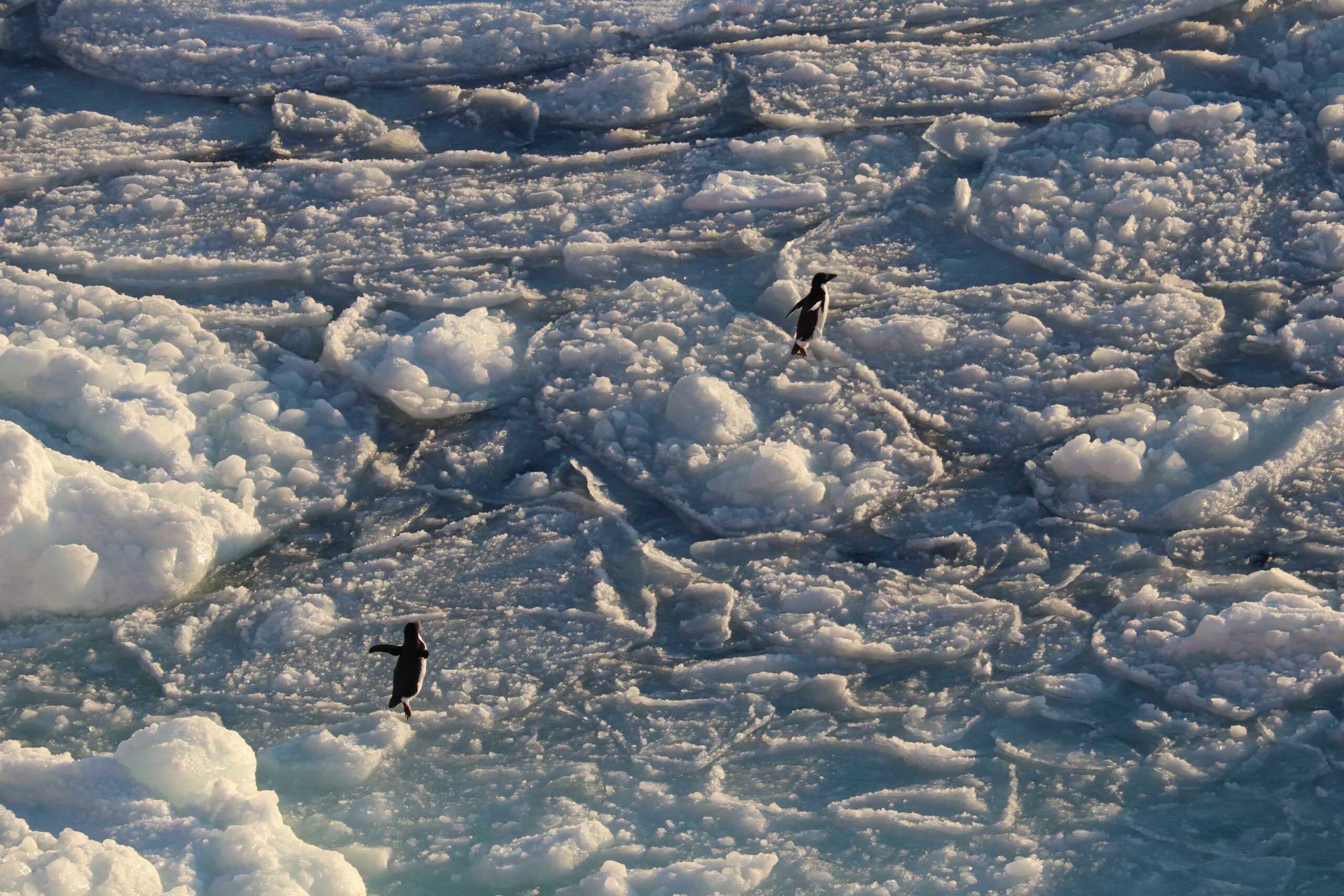 Snow-covered rafted pack ice with Adélie penguins (photo: Claire Yung)