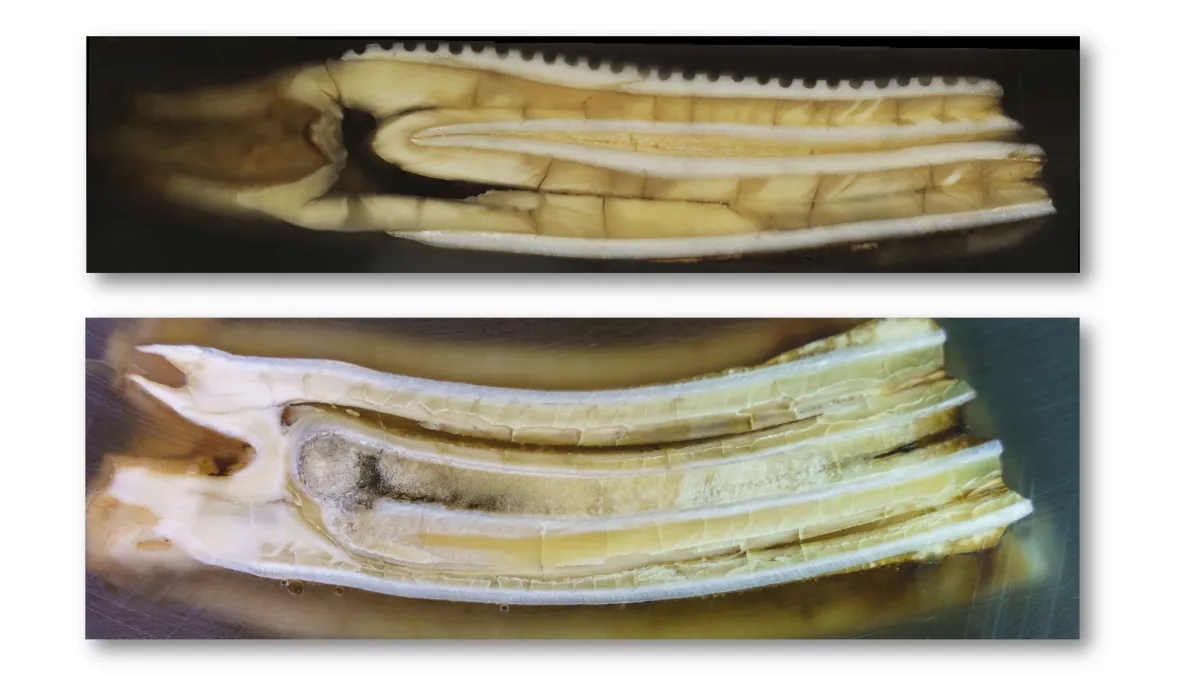 Sectioned cattle tooth (upper panel) and horse tooth (lower panel) prepared for SHRIMP analysis, showing internal structures.