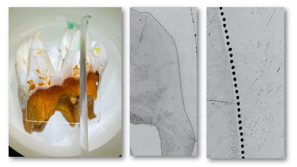 Giant kangaroo tooth embedded in epoxy (left), SHRIMP analysis spots marked along the enamel-dentine junction (center), and a magnified view of SHRIMP spots (right), each approximately 20 microns in size.