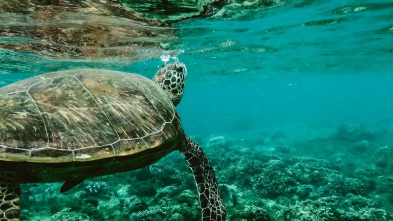 Master of Sciences (Earth Sciences) — Coursework Focused