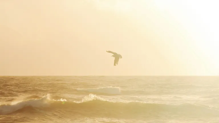 bird over ocean