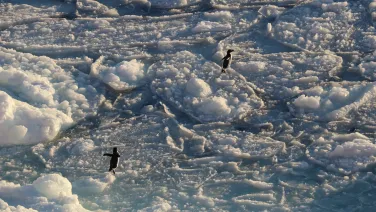 Snow-covered rafted pack ice with Adélie penguins (photo: Claire Yung)