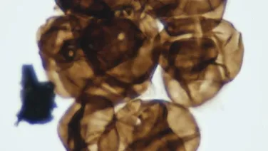 480 million-year-old fossil spores from Western Australia record how ancient plants spread to land