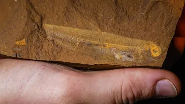 Ferruaspis brocksi is the first fossil freshwater Australian Smelt to be found in Australia. Photo: Salty Dingo