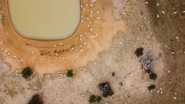 Drone image sheep and low level dam