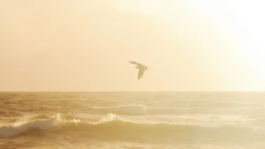 bird over ocean